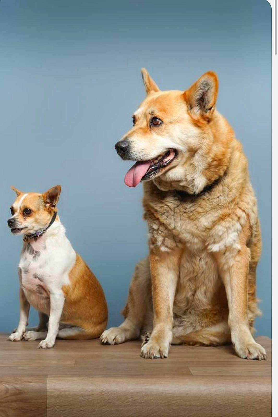 Teddy Baget Zita participe au concours pour gagner de l'argent avec cette photo : animal, blue_background, brown_dog, collar, companions, cute, dog, domestic_animal, ears, fur, indoor, large_dog, pet, portrait, sitting, small_dog, studio_shot, tongue_out, two_dogs, wooden_floor