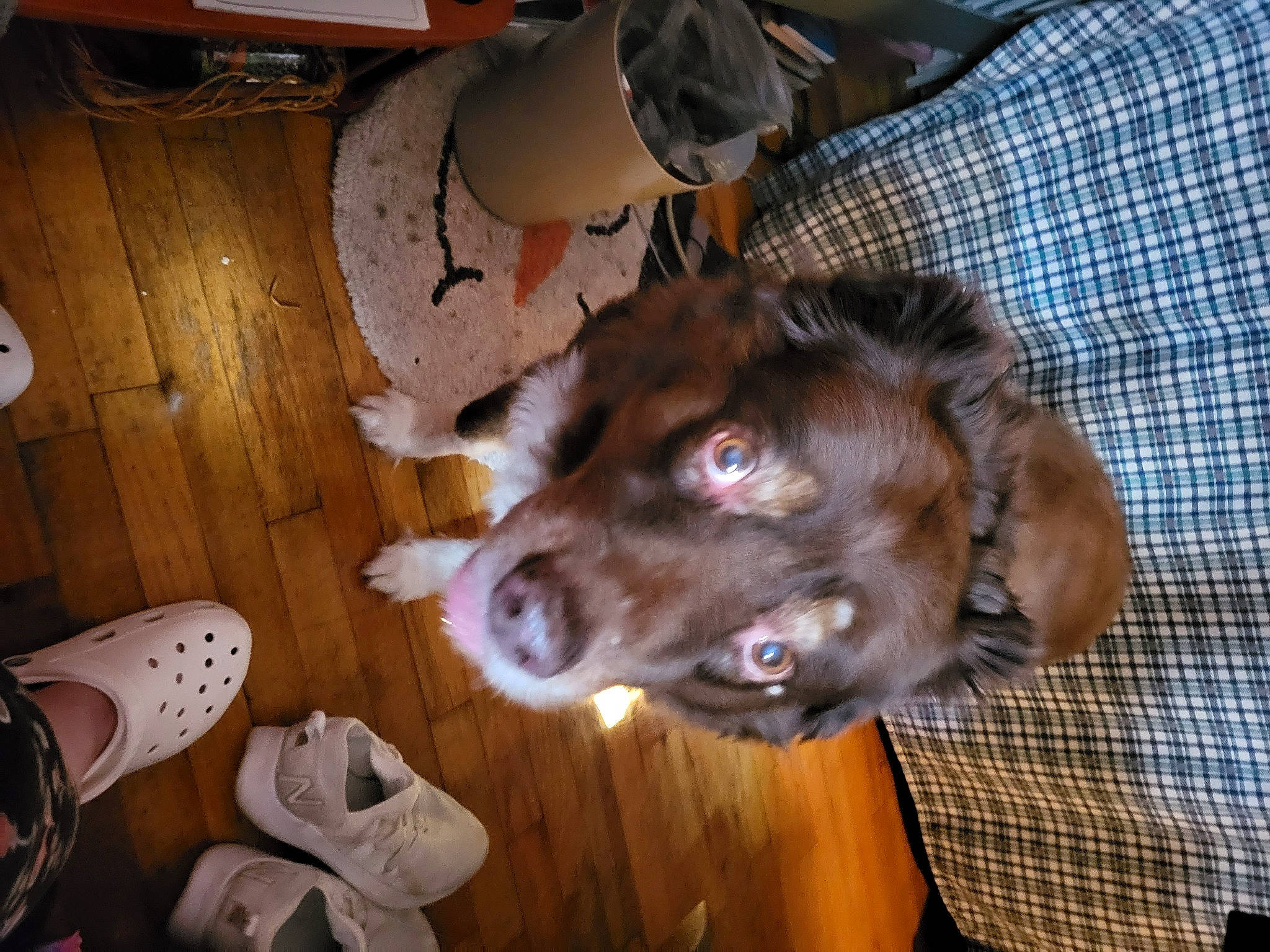 Chocolate joined the competition — help win amazing prizes! borador, carnivore, companion_dog, dog, dog_breed, fang, flooring, fur, guard_dog, gun_dog, liver, pointing_breed, retriever, spaniel, sporting_group, walking_shoe, weimaraner, whiskers, wood, working_animal