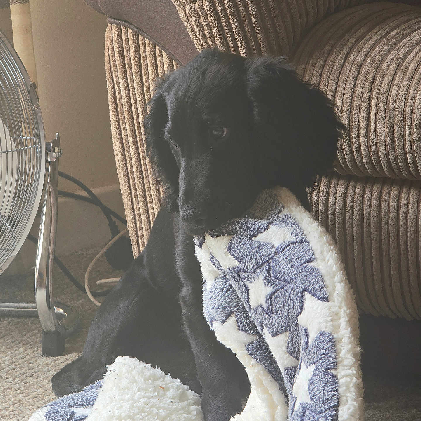 Max is registered to the contest to win money with this photo: animal, armchair, black_fur, blanket, carpet, comfort, cozy, curtain, cute, dog, fan, floor, furniture, home, indoor, pet, puppy, resting, soft_texture, star_pattern
