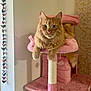 cat, cat_tree, cozy, ears, feline, fur, ginger_cat, green_eyes, home_interior, indoor, orange_cat, paws, pet, pink, plush, portrait, scratching_post, toy, wall_decor, whiskers