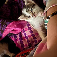 Cow is registered to the contest to win money with this photo: kitten, cat, blanket, colorful, purple, pink, polka_dot, fur, pet, cute, cozy, resting, human_arm, bracelet, beads, indoor, soft, comfort, sleepy, animal