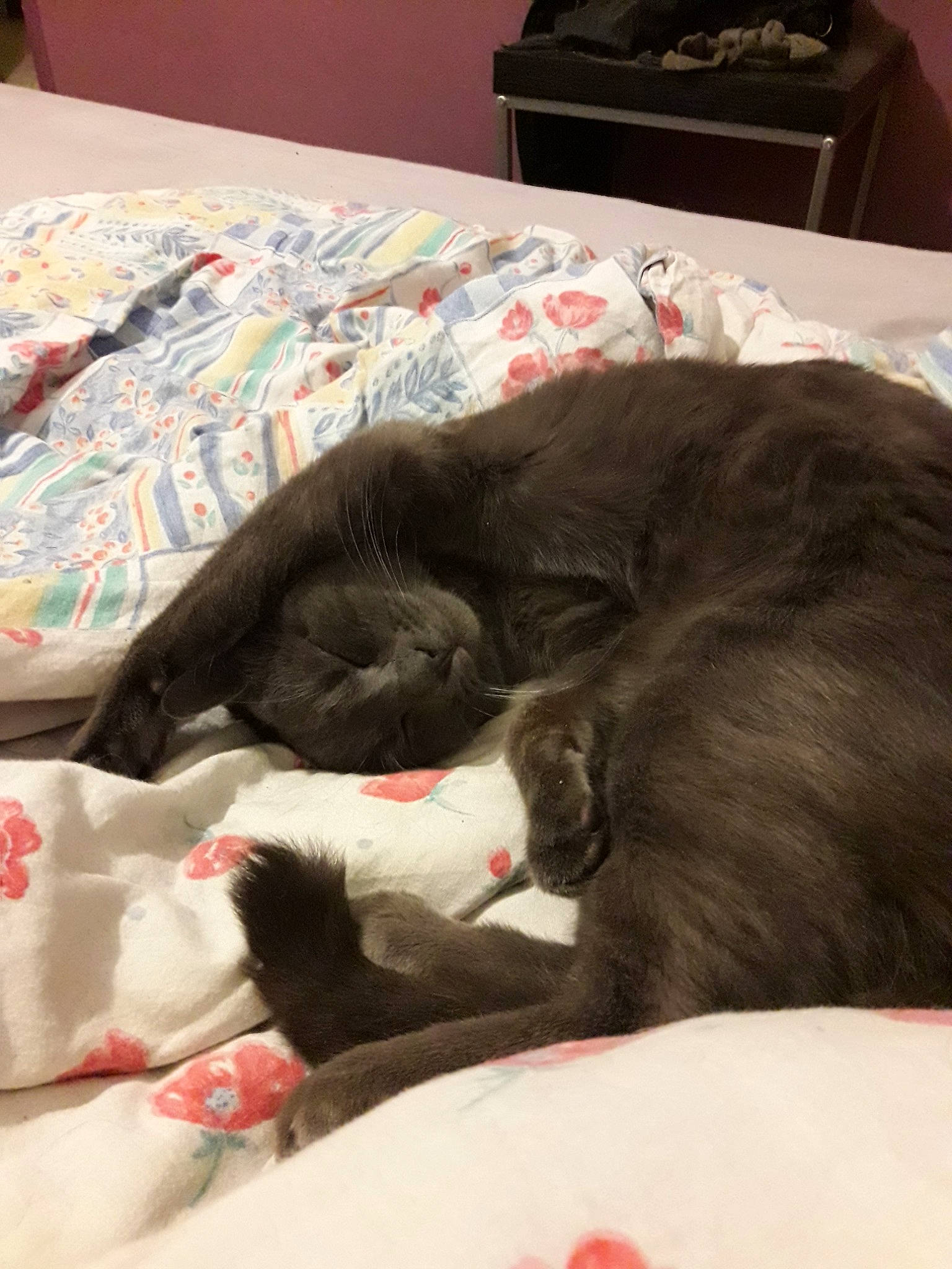 Onyx a rejoint le concours — aidez-le/la à gagner de superbes lots ! black_cat, canidae, carnivore, cat, comfort, companion_dog, dog_breed, ear, felidae, fur, kitten, nap, small_to_medium_sized_cats, sporting_group