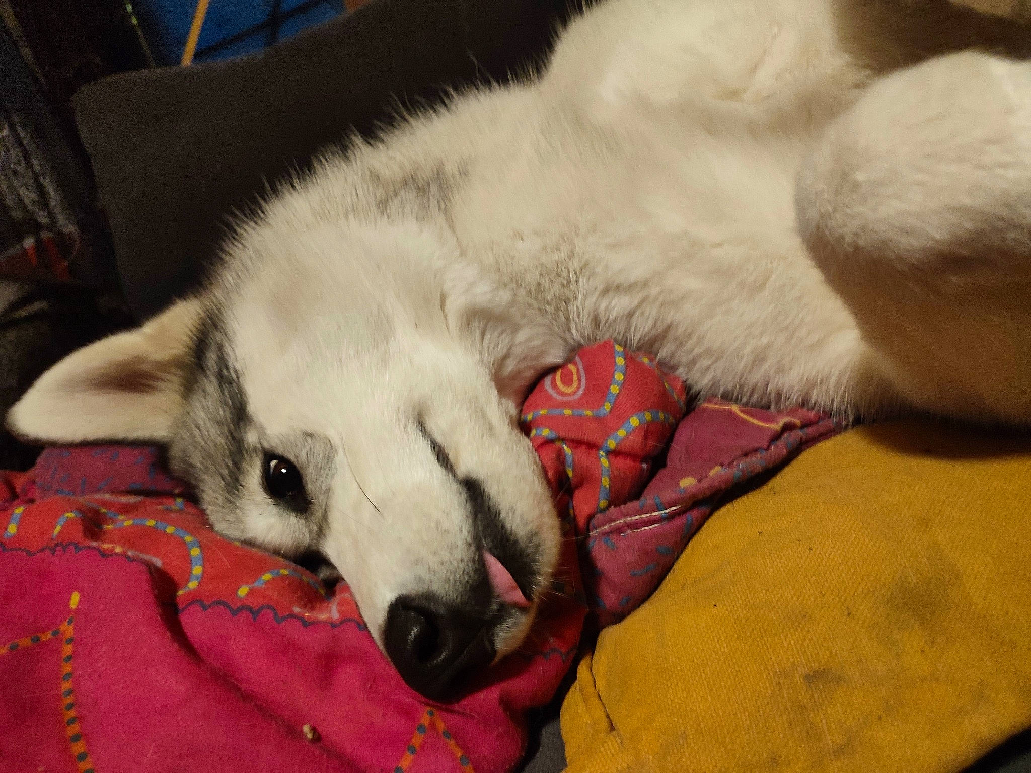 Lucifer a rejoint le concours — aidez-le/la à gagner de superbes lots ! canidae, carnivore, comfort, companion_dog, dog, dog_breed, fawn, fur, nap, non_sporting_group, paw, sleep, snout, sporting_group, tail, terrestrial_animal, whiskers, working_animal