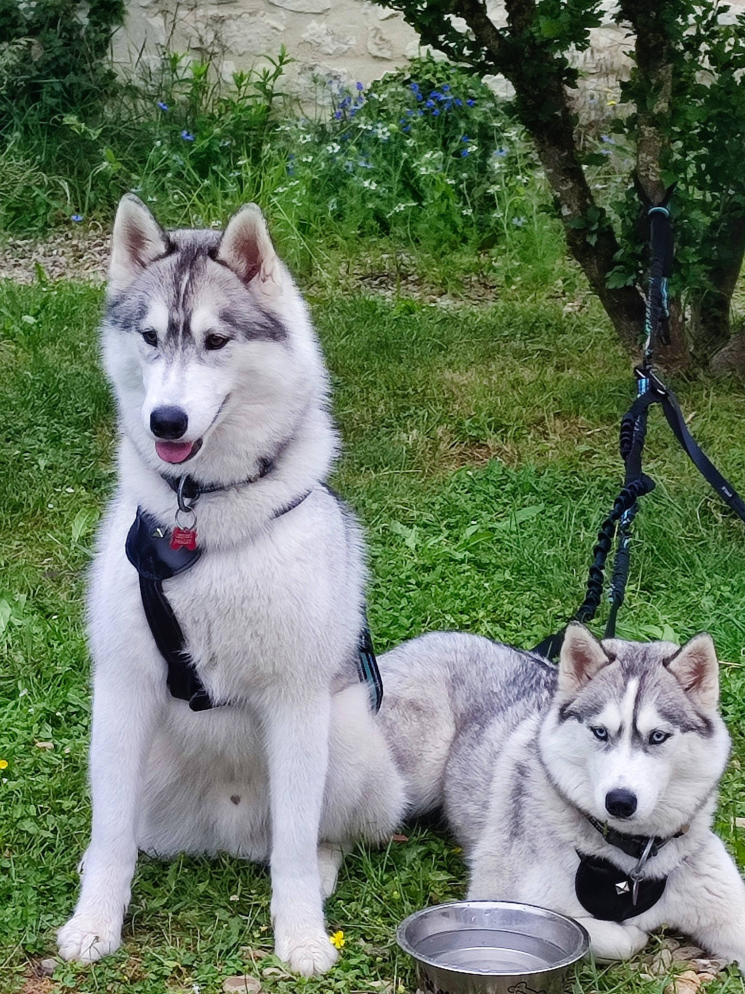 Lucifer a rejoint le concours — aidez-le/la à gagner de superbes lots ! canidae, canis, carnivore, collar, companion_dog, dog, dog_breed, fashion_accessory, grass, pet_supply, plant, recreation, siberian_husky, sled_dog, sporting_group, tail, tree, vertebrate, wolf, working_dog