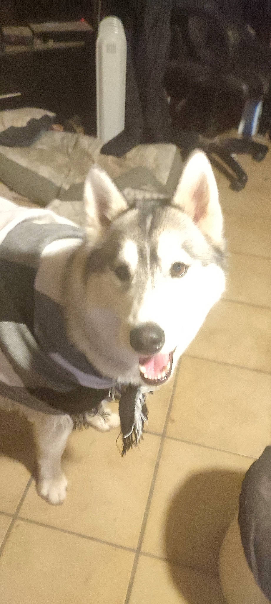 Lucifer a rejoint le concours — aidez-le/la à gagner de superbes lots ! canidae, canis, carnivore, collar, companion_dog, dog, dog_breed, flooring, fur, jaw, paw, siberian_husky, sled_dog, snout, sporting_group, tail, terrestrial_animal, whiskers, working_animal, working_dog