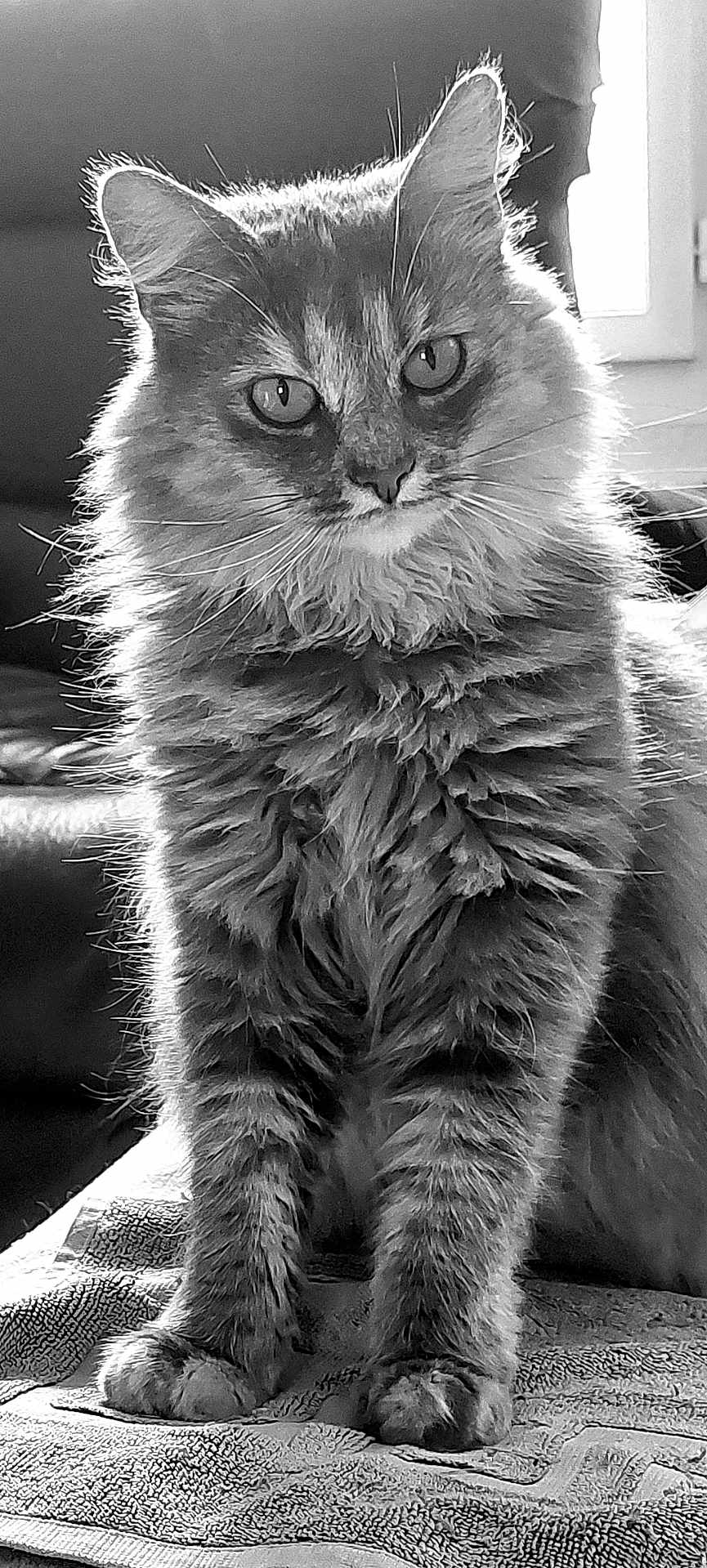 Gribouille participe au concours pour gagner de l'argent avec cette photo : cat, fluffy, feline, pet, animal, sitting, portrait, black_and_white, indoor, towel, fur, whiskers, ears, eyes, paw, texture, window, light, chair, home