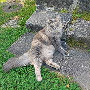 Gribouille participe au concours pour gagner de l'argent avec cette photo : cat, fluffy, long_hair, green_eyes, stone_step, outdoor, grass, clover, nature, relaxed, pet, animal, sitting, daylight, moss, gray, brown, cute, feline, resting