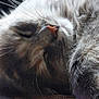Gribouille participe au concours pour gagner de l'argent avec cette photo : cat, sleeping, close_up, fur, whiskers, nose, peaceful, cozy, pet, animal, resting, indoor, soft_light, cute, feline, relaxing, mammal, domestic_animal, fluffy, nap