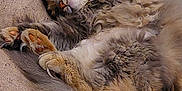 Gribouille participe au concours pour gagner de l'argent avec cette photo : cat, sleeping, fluffy, fur, cozy, relaxed, paws, indoor, pet, animal, resting, cute, mammal, whiskers, soft, tabby, closeup, texture, couch, peaceful