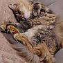 cat, sleeping, fluffy, fur, cozy, relaxed, paws, indoor, pet, animal, resting, cute, mammal, whiskers, soft, tabby, closeup, texture, couch, peaceful