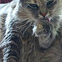 Gribouille participe au concours pour gagner de l'argent avec cette photo : cat, fluffy, grooming, tongue, paw, whiskers, feline, indoor, closeup, fur, pet, animal, relaxed, home, basket, curtain, texture, mammal, comfort, cute