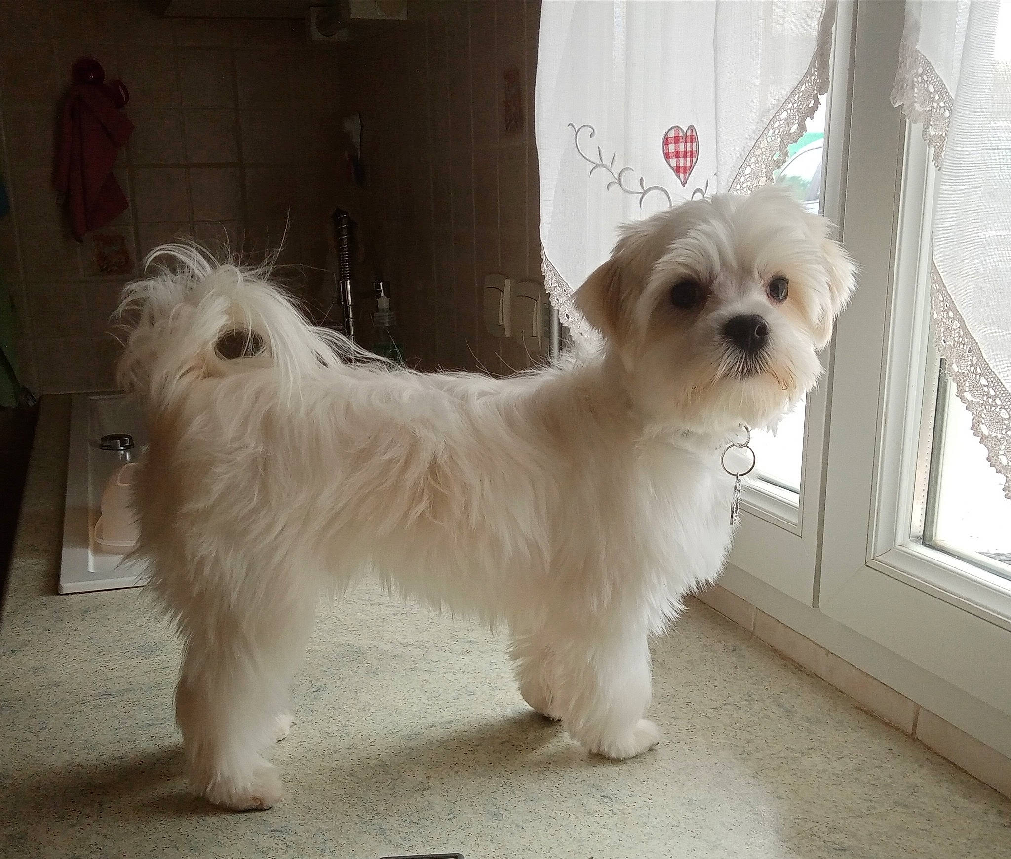 Rubis a rejoint le concours — aidez-le/la à gagner de superbes lots ! canidae, carnivore, companion_dog, dog, dog_breed, fawn, fur, non_sporting_group, puppy, small_terrier, snout, sporting_group, terrier, toy_dog, vertebrate, working_animal