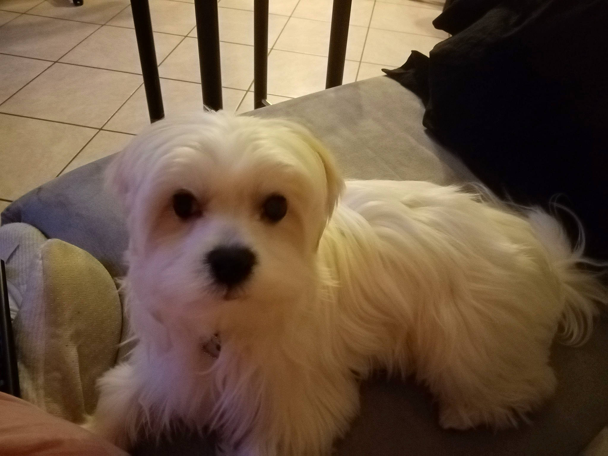 Rubis a rejoint le concours — aidez-le/la à gagner de superbes lots ! bed, canidae, carnivore, companion_dog, dog, dog_breed, dog_supply, fur, mammal, non_sporting_group, pet_supply, puppy, small_terrier, snout, sporting_group, terrier, tongue, toy_dog, vertebrate, working_animal