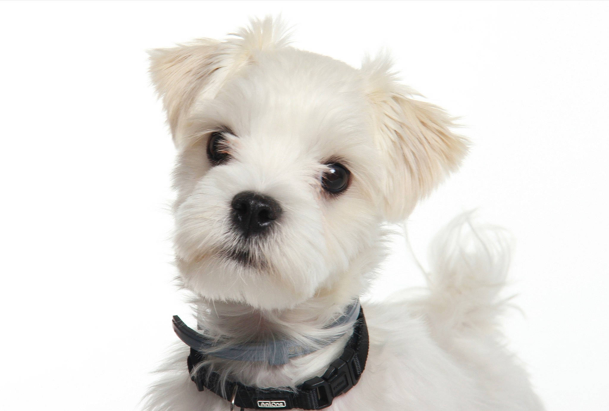 Rubis a rejoint le concours — aidez-le/la à gagner de superbes lots ! canidae, carnivore, companion_dog, dog, dog_breed, dog_clothes, dog_collar, fur, maltepoo, maltese, mammal, miniature_schnauzer, morkie, puppy, puppy_love, rare_breed_dog, shih_tzu, snout, toy_dog, west_highland_white_terrier