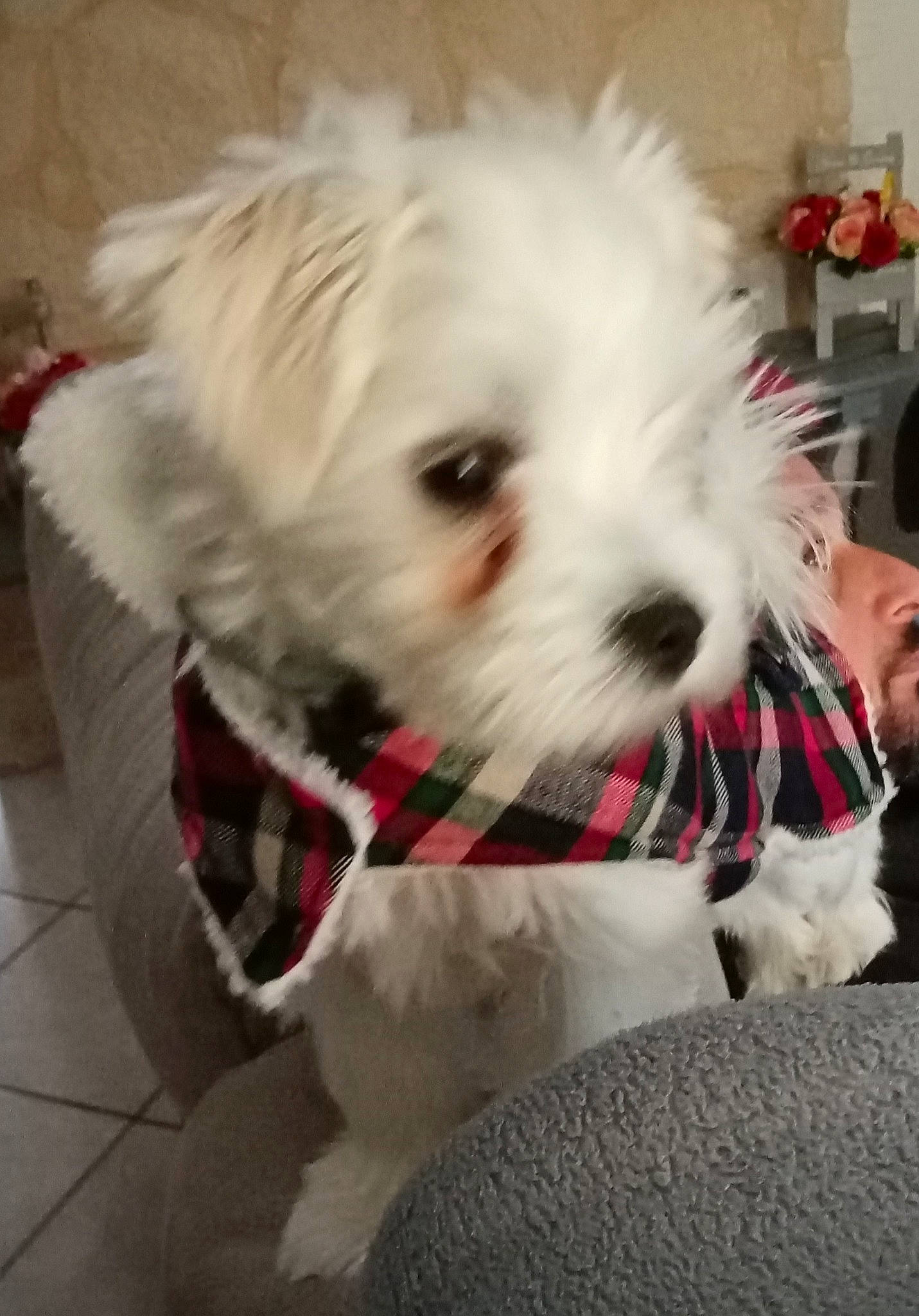 Rubis participe au concours pour gagner de l'argent avec cette photo : canidae, carnivore, collar, companion_dog, dog, dog_breed, dog_clothes, dog_collar, dog_supply, fur, mammal, pet_supply, puppy, small_terrier, snout, terrier, tongue, toy_dog, vertebrate, working_animal