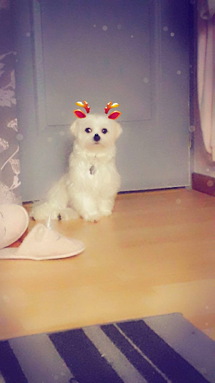 Rubis a rejoint le concours — aidez-le/la à gagner de superbes lots ! canidae, carnivore, collar, companion_dog, curtain, dishware, dog, dog_breed, dog_supply, floor, flooring, indian_spitz, laminate_flooring, non_sporting_group, pet_supply, plate, serveware, spitz, toy_dog, wood_flooring