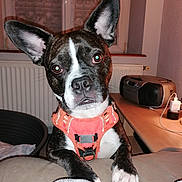 Yoshi a rejoint le concours — aidez-le/la à gagner de superbes lots ! dog, canine, pet, indoor, harness, ears, paw, closeup, portrait, looking_at_camera, blanket, couch, table, radio, window, radiator, flash, expression, domestic, bedroom