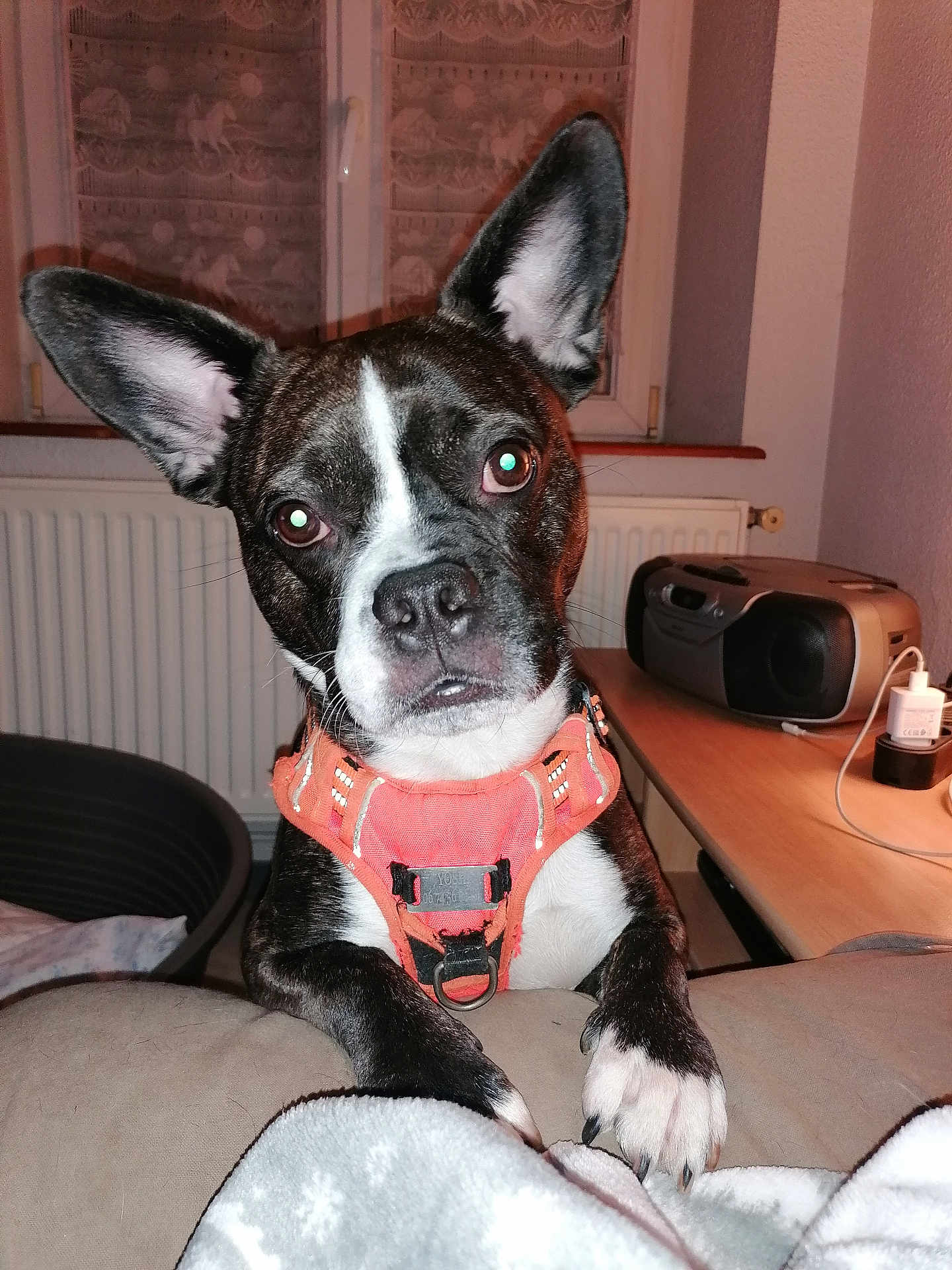 Yoshi a rejoint le concours — aidez-le/la à gagner de superbes lots ! dog, canine, pet, indoor, harness, ears, paw, closeup, portrait, looking_at_camera, blanket, couch, table, radio, window, radiator, flash, expression, domestic, bedroom