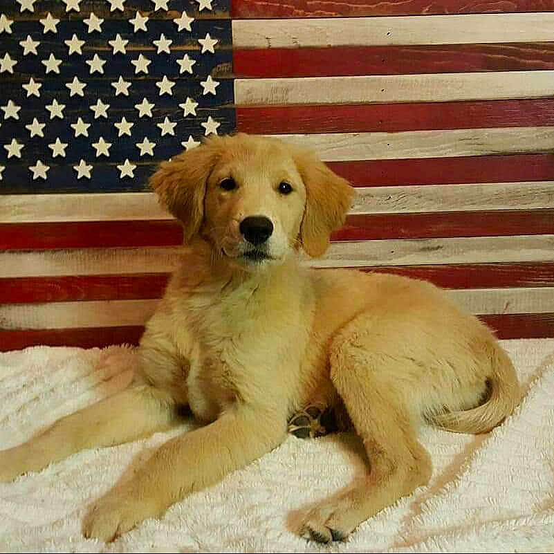 Gold Country'S Lil' Miss Vada