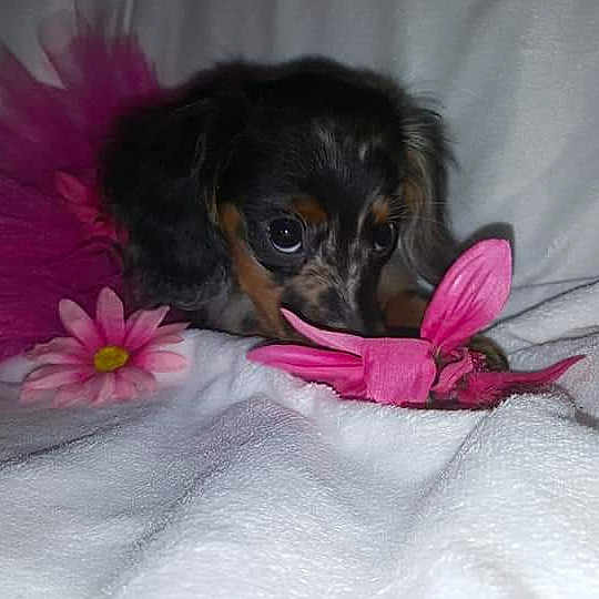 Moosie Moose joined the competition — help win amazing prizes! canidae, carnivore, companion_dog, dog, dog_breed, pink, puppy, russkiy_toy, sporting_group