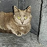 Ander Dingus is registered to the contest to win money with this photo: alert, animal, cat, cat_condo, cozy, cute, domestic, ears, eyes, feline, fur, gray, indoor, looking, mammal, pet, resting, small, soft, whiskers
