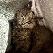 Ander Dingus joined the competition — help win amazing prizes! animal, blanket, brown, cat, closeup, comfort, cozy, curious, cute, feline, fluffy, fur, indoor, pet, relaxed, resting, soft, texture, whiskers, yellow_eyes