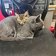 George Kibble joined the competition — help win amazing prizes! animal, background, black_chair, cat, chair, cozy, cute, domestic_cat, furniture, grey_cat, house, indoor, kitten, mesh_chair, nap, pet, resting, sleeping, tabby_cat, two_cats