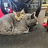 animal, background, black_chair, cat, chair, cozy, cute, domestic_cat, furniture, grey_cat, house, indoor, kitten, mesh_chair, nap, pet, resting, sleeping, tabby_cat, two_cats