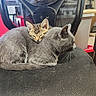 animal, cat, chair, cozy, cuddling, domestic_animal, feline, fur, gray_cat, household, indoor, kitten, mesh_chair, office_chair, pets, relaxation, resting, side_view, sleeping, tabby_kitten