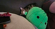 George Kibble is registered to the contest to win money with this photo: cat, comfort, couch, cozy, cute, feline, green, home, indoor, kitten, nap, pet, plush_toy, relaxing, resting, sleeping, snuggling, soft, tabby, toy