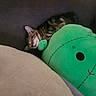 cat, comfort, couch, cozy, cute, feline, green, home, indoor, kitten, nap, pet, plush_toy, relaxing, resting, sleeping, snuggling, soft, tabby, toy