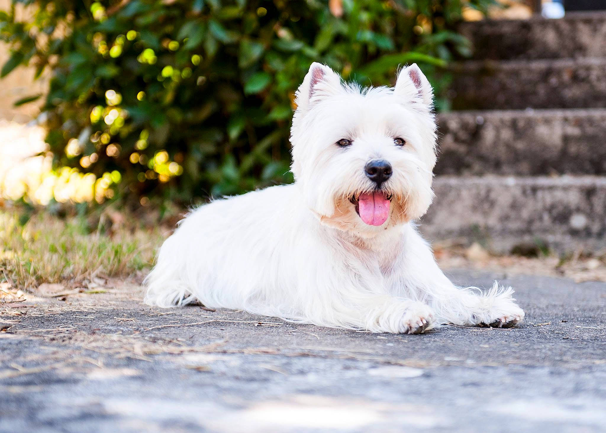 Dusty a rejoint le concours — aidez-le/la à gagner de superbes lots ! canidae, carnivore, collar, companion_dog, dog, dog_breed, dog_supply, drinking_straw, fawn, fur, grass, non_sporting_group, plant, small_terrier, snout, sporting_group, terrestrial_animal, terrier, toy_dog, working_animal