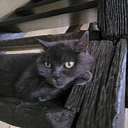 Eden a rejoint le concours — aidez-le/la à gagner de superbes lots ! cat, gray_cat, wooden_bench, indoor, pet, feline, animal, resting, closeup, fur, eyes, ears, nose, whiskers, texture, wood, relaxing, portrait, domestic_animal, curious