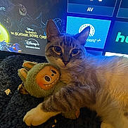 Arceus joined the competition — help win amazing prizes! cat, plush_toy, stuffed_animal, television, tv_screen, movie_poster, disney_plus, cozy_blanket, paw, ear, fur, whiskers, closeup, indoor, pet, snuggling, blue_light, entertainment, carpet, cute