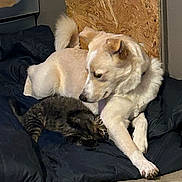 Maisie is registered to the contest to win money with this photo: dog, cat, pet, indoor, resting, black_cushion, wooden_wall, light_fur, tabby_cat, animal, companion, curious, relaxed, floor, domestic, friendship, cute, fur, laying_down, cozy