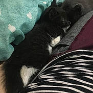 Tux joined the competition — help win amazing prizes! animal, black_and_white, blanket, close_up, comfort, cozy, feline, fur, hand, indoor, kitten, nap, pattern, pet, resting, sleeping, soft_texture, striped_clothing, teal, white_paws