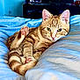 Francis a rejoint le concours — aidez-le/la à gagner de superbes lots ! cat, ginger_cat, tabby, green_eyes, bed, blue_bedspread, paw, relaxed, indoor, television, furniture, cozy, pet, animal, cute, whiskers, pink_nose, living_room, domestic_cat, resting
