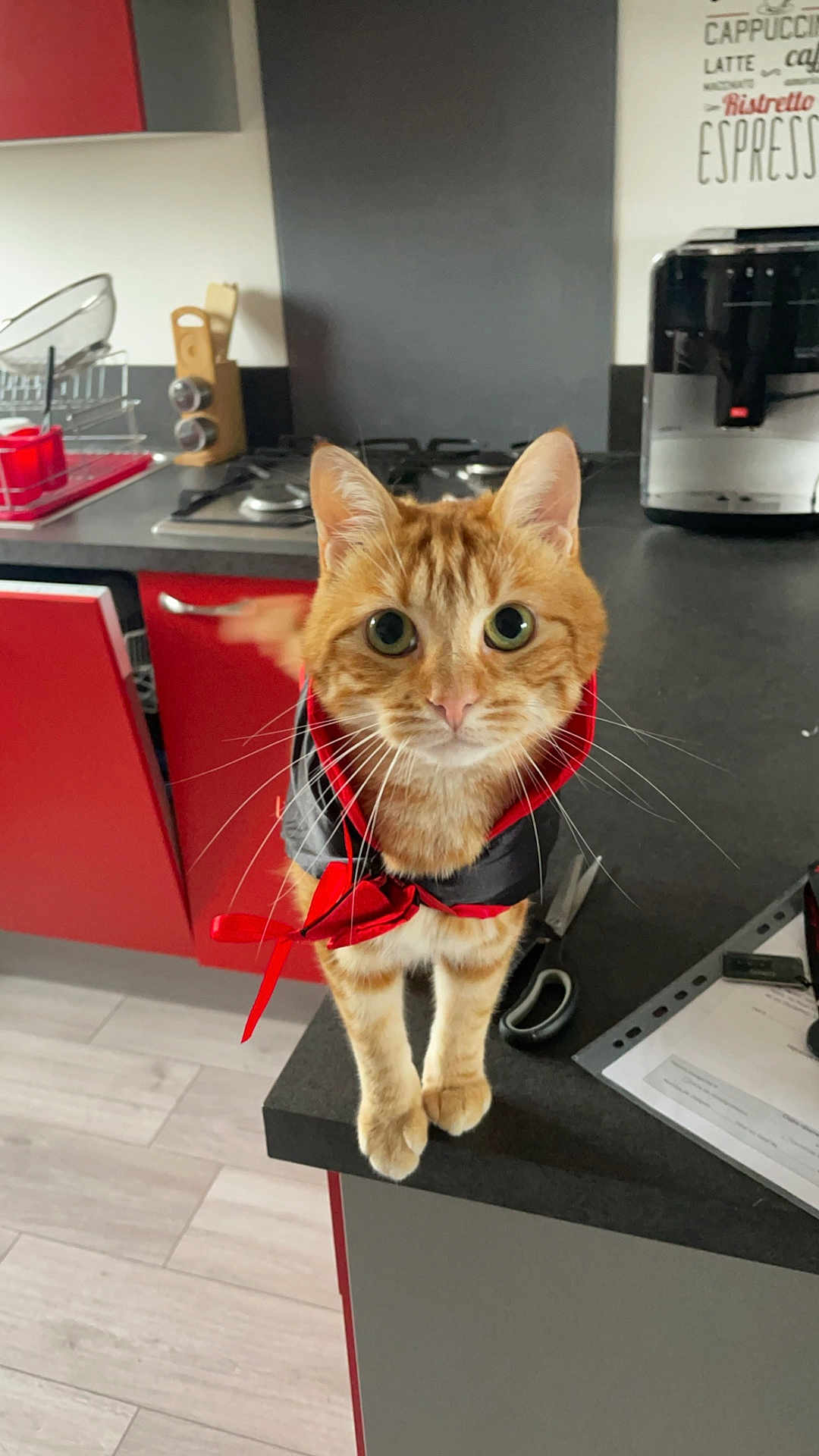 Francis participe au concours pour gagner de l'argent avec cette photo : cat, orange_tabby, cape, kitchen, counter, scissors, papers, coffee_machine, red_cabinets, curious, pet, animal, whiskers, fur, indoor, feline, domestic_cat, looking_up, standing, cute