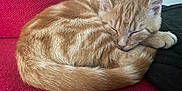 Francis a rejoint le concours — aidez-le/la à gagner de superbes lots ! cat, kitten, sleeping, orange_tabby, curled_up, tail, ears, feline, pet, indoor, couch, red_fabric, resting, cute, fur, whiskers, domestic_animal, close_up, relaxation, cozy
