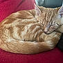 cat, kitten, sleeping, orange_tabby, curled_up, tail, ears, feline, pet, indoor, couch, red_fabric, resting, cute, fur, whiskers, domestic_animal, close_up, relaxation, cozy
