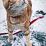 Francis participe au concours pour gagner de l'argent avec cette photo : cat, ginger_cat, tabby, green_eyes, red_collar, snow, footprints, outdoor, animal, pet, whiskers, curious, feline, winter, cold, closeup, fur, mammal, looking_up, standing
