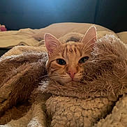 Francis participe au concours pour gagner de l'argent avec cette photo : cat, orange_tabby, blanket, cozy, indoor, pet, feline, fur, whiskers, ears, resting, comfort, couch, pillow, relaxed, snuggled, home, warm, soft, curious