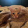 cat, orange_tabby, blanket, cozy, indoor, pet, feline, fur, whiskers, ears, resting, comfort, couch, pillow, relaxed, snuggled, home, warm, soft, curious