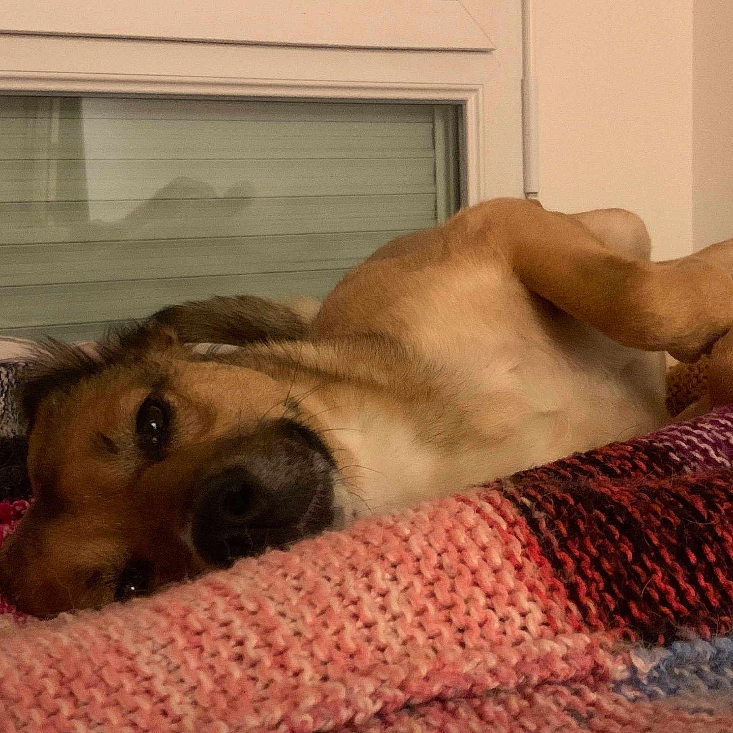 Mok participe au concours pour gagner de l'argent avec cette photo : animal, blanket, brown_fur, comfortable, cozy, cute, dog, domestic, fur, home, indoor, knitted, lying_down, pet, portrait, relaxed, resting, sleepy, snug, window