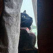 Zuucki joined the competition — help win amazing prizes! cat, black_cat, window, curtain, collar, pet, indoor, looking_out, side_profile, whiskers, animal, feline, domestic_cat, curious, close_up, natural_light, house, quiet, still_life, soft_light