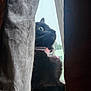 cat, black_cat, window, curtain, collar, pet, indoor, looking_out, side_profile, whiskers, animal, feline, domestic_cat, curious, close_up, natural_light, house, quiet, still_life, soft_light