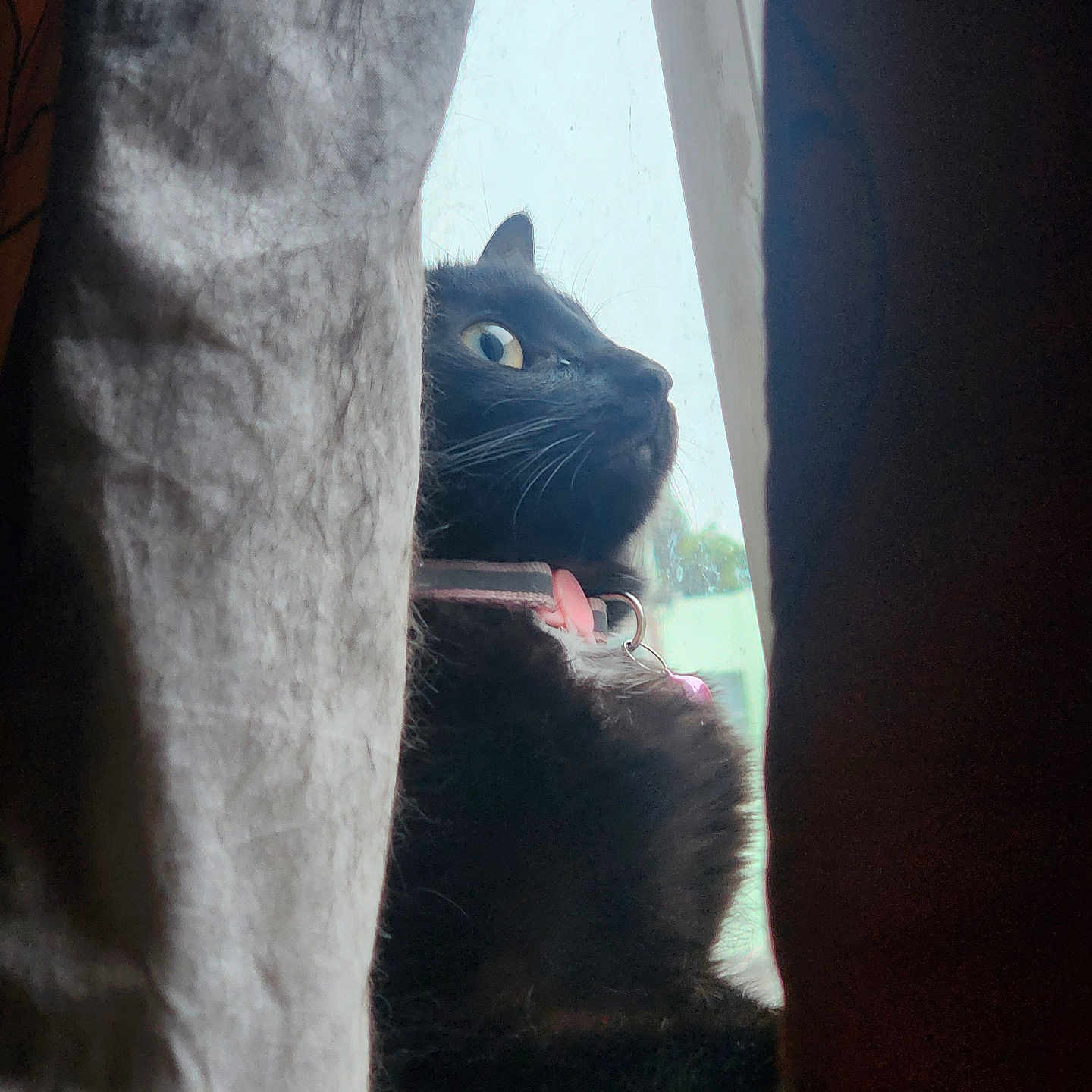 Zuucki joined the competition — help win amazing prizes! animal, black_cat, cat, close_up, collar, curious, curtain, domestic_cat, feline, house, indoor, looking_out, natural_light, pet, quiet, side_profile, soft_light, still_life, whiskers, window