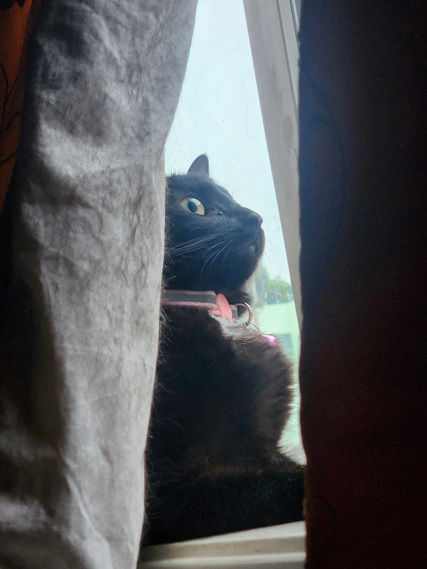 Zuucki joined the competition — help win amazing prizes! cat, black_cat, window, curtain, collar, pet, indoor, looking_out, side_profile, whiskers, animal, feline, domestic_cat, curious, close_up, natural_light, house, quiet, still_life, soft_light