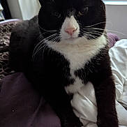 Prince is registered to the contest to win money with this photo: cat, black_and_white, pet, indoor, bed, blanket, feline, whiskers, paws, relaxed, fur, animal, cute, domestic, sleepy, cozy, resting, closeup, portrait, home