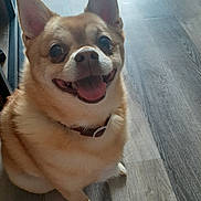 Topper Guroot joined the competition — help win amazing prizes! accessories, animal, bodypart, canine, chihuahua, dog, eskimodog, hardwood, hound, husky, indoors, interiordesign, mouth, person, pet, plywood, puppy, snout, strap, wood